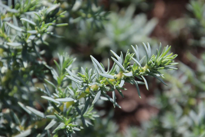 Suaeda taxifolia image