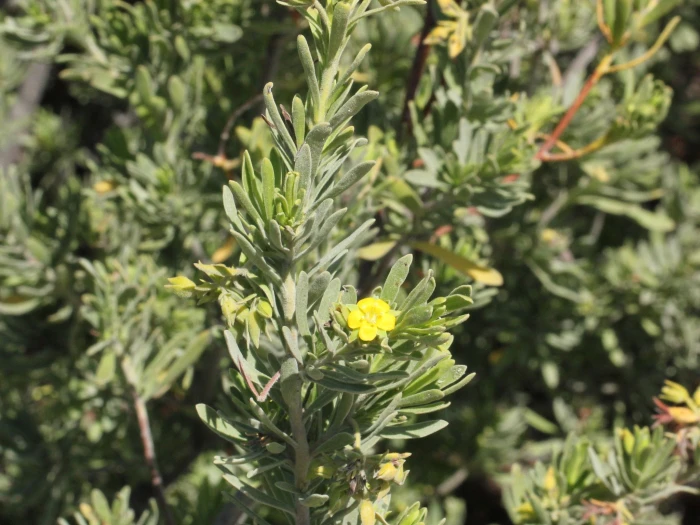Suriana maritima image