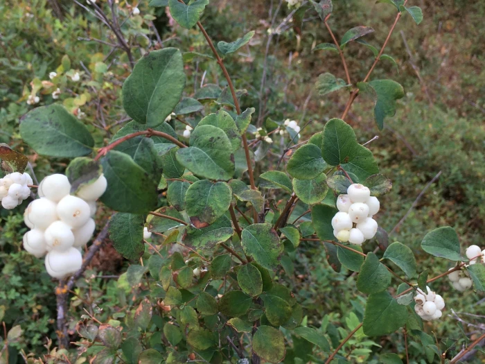Symphoricarpos albus image