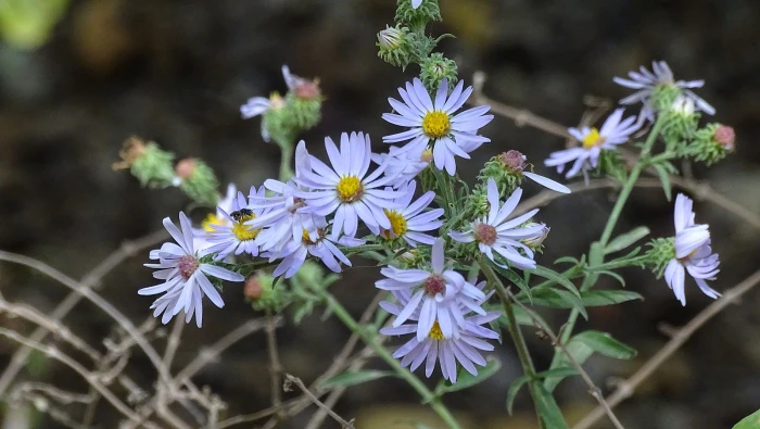 Symphyotrichum anomalum image