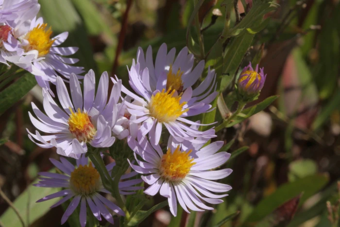 Symphyotrichum ascendens image