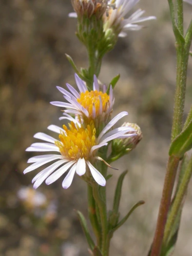 Symphyotrichum bracteolatum image