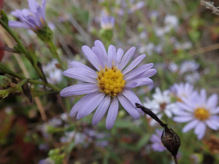 Symphyotrichum chilense image