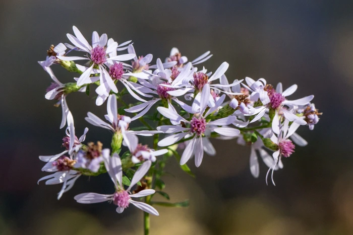 Symphyotrichum cordifolium image