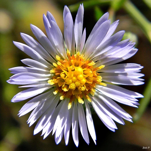 Symphyotrichum dumosum image