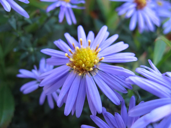 Symphyotrichum laeve image