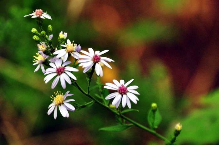 Symphyotrichum lanceolatum image