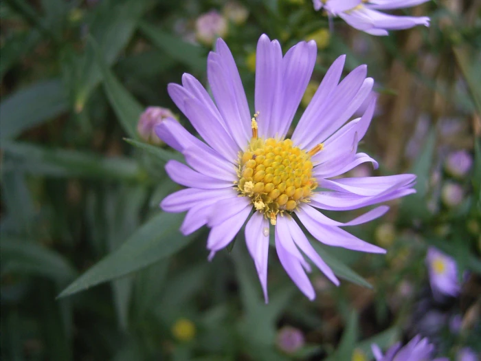 Symphyotrichum novi-belgii image