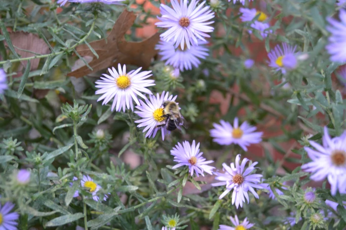 Symphyotrichum oblongifolium image