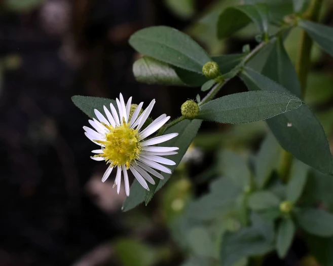 Symphyotrichum ontarionis image