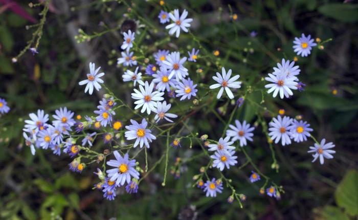 Symphyotrichum oolentangiense image