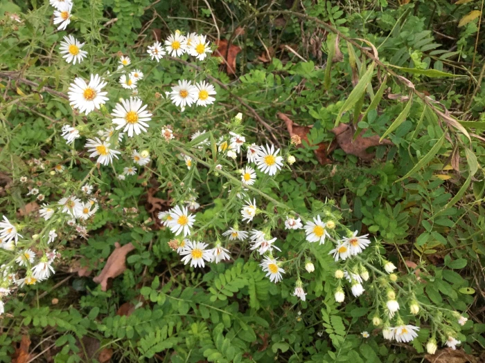 Symphyotrichum pilosum image