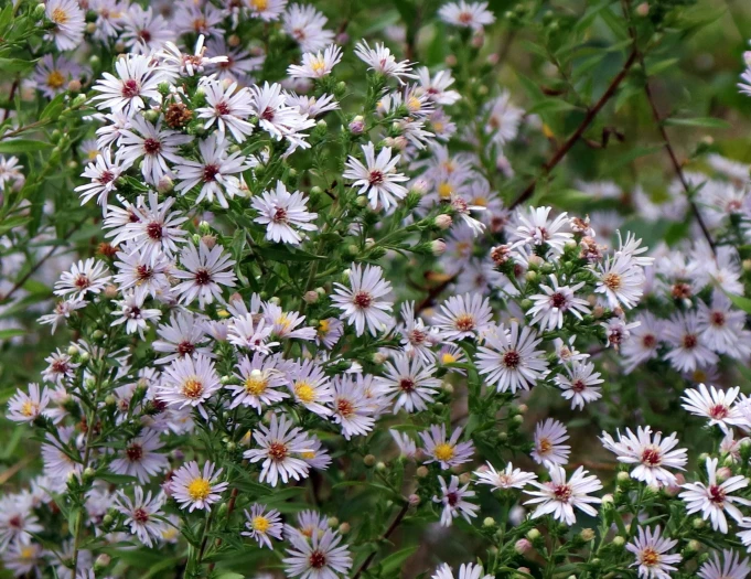 Symphyotrichum praealtum image