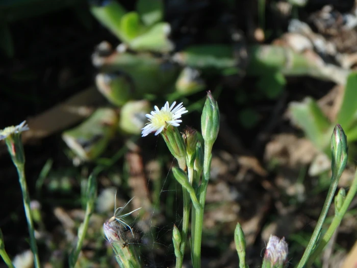 Symphyotrichum squamatum image