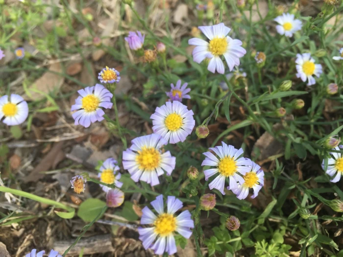 Symphyotrichum subulatum image