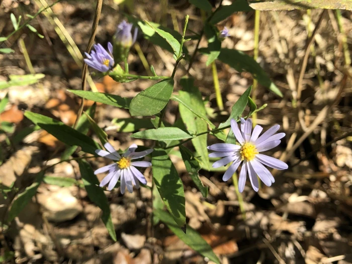 Symphyotrichum turbinellum image