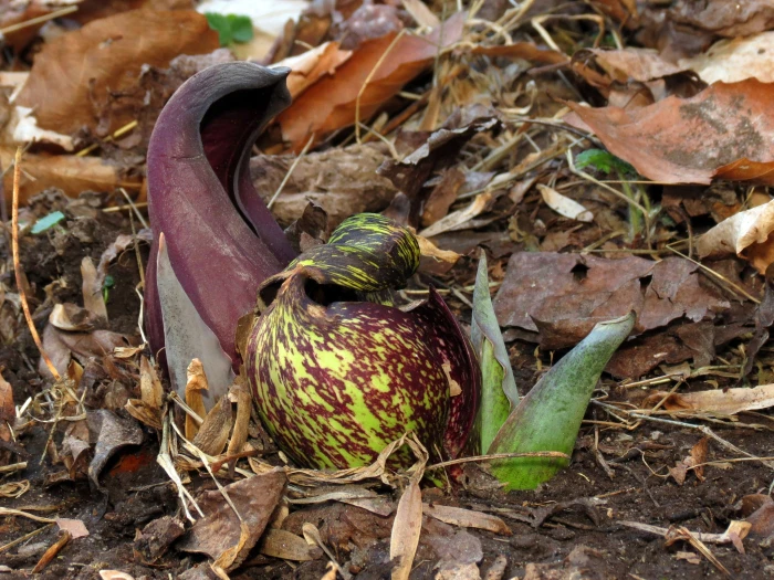Symplocarpus foetidus image