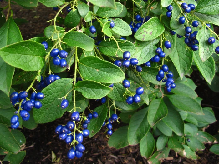 Symplocos paniculata image