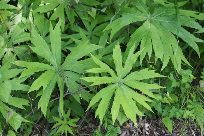 Syneilesis palmata image