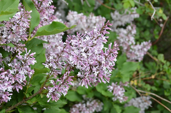 Syringa patula image