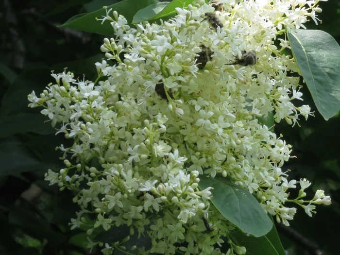 Syringa reticulata image