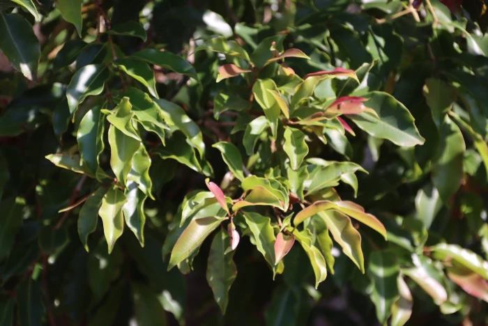 Syzygium gerrardii image