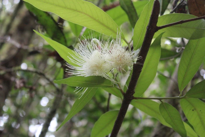Syzygium jambos image