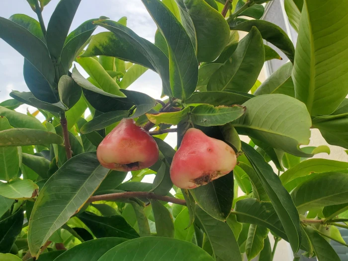 Syzygium samarangense image