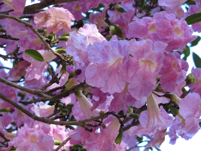 Tabebuia heterophylla image