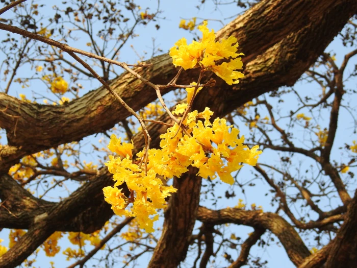 Tabebuia ochracea image
