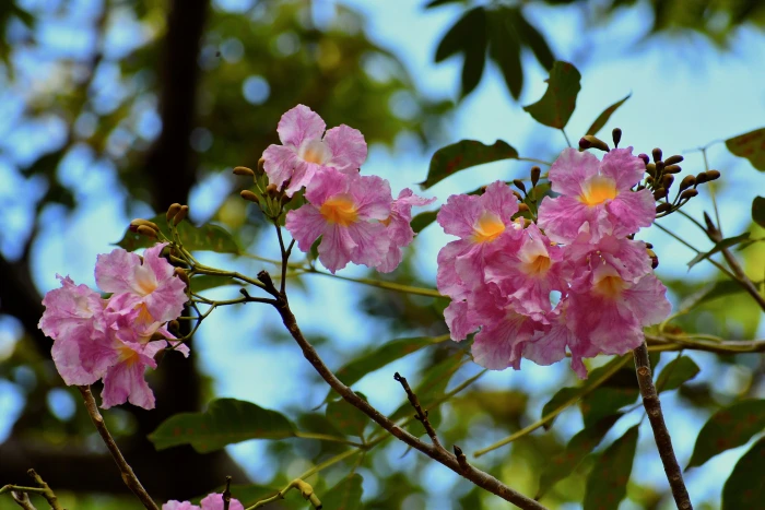 Tabebuia rosea image