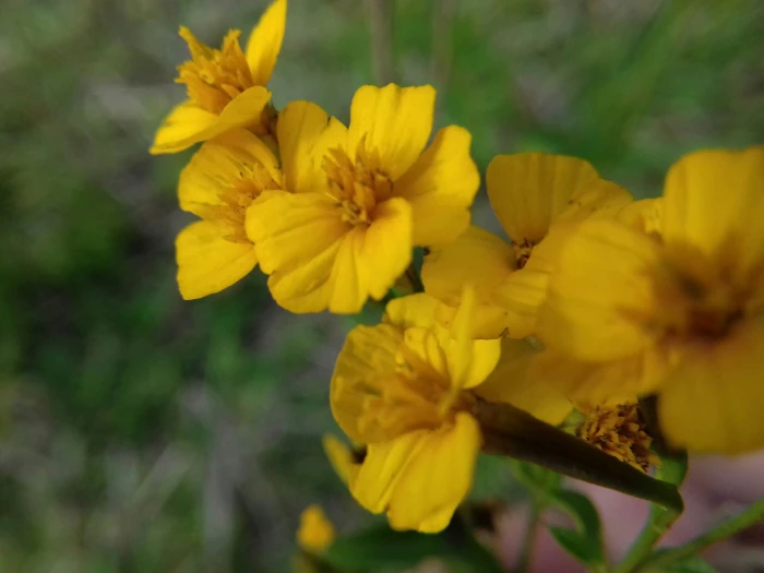 Tagetes lucida image
