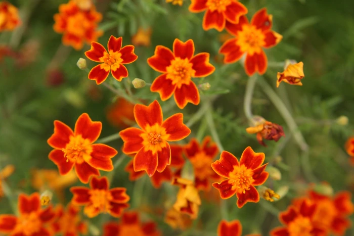 Tagetes tenuifolia image