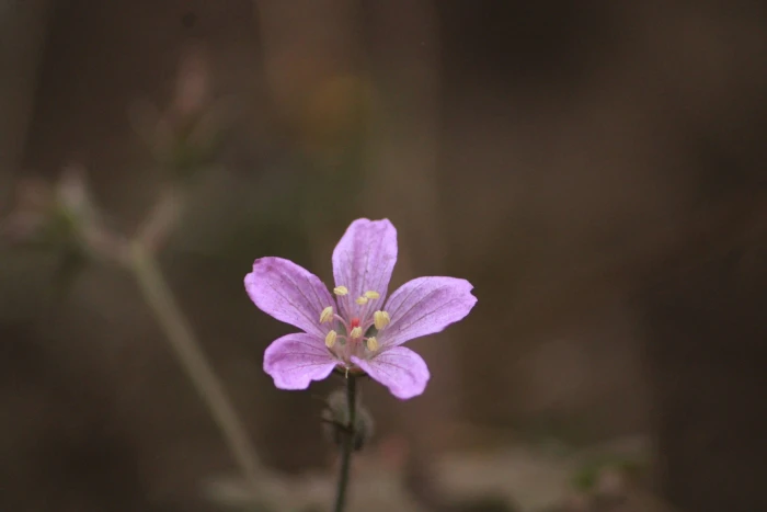 Talinum paniculatum image