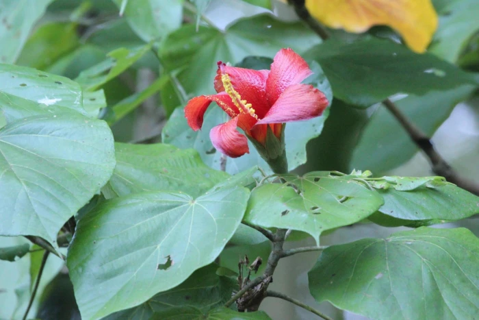 Talipariti elatum image