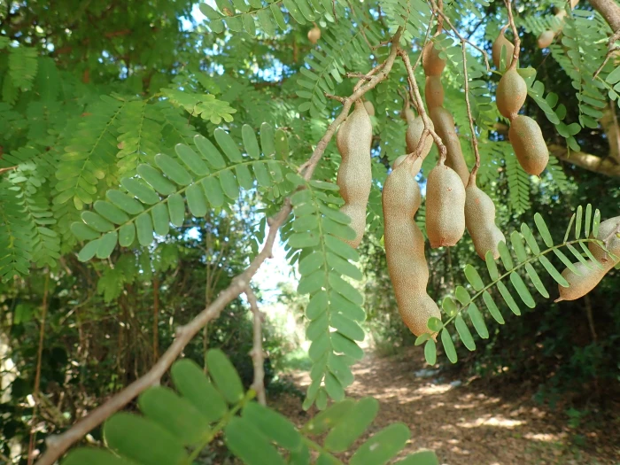 Tamarindus indica image