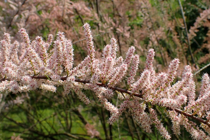 Tamarix parviflora image