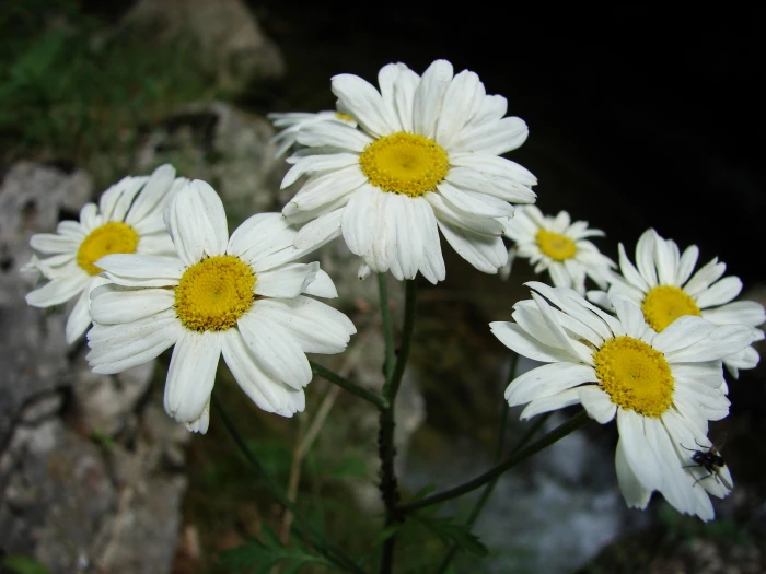 Tanacetum corymbosum image