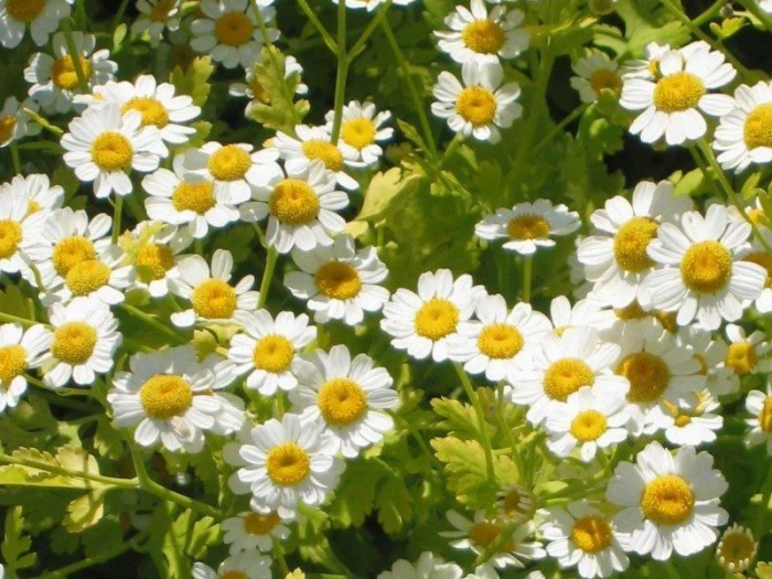 Tanacetum parthenium image