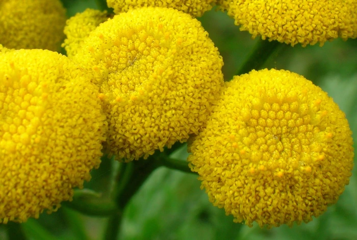 Tanacetum vulgare image