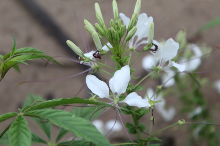 Tarenaya spinosa image