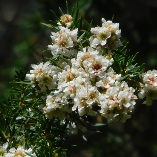 Taxandria juniperina image