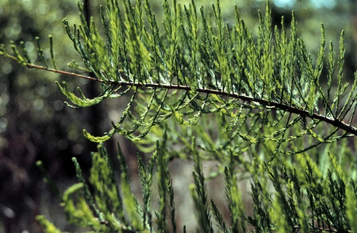 Taxodium ascendens image