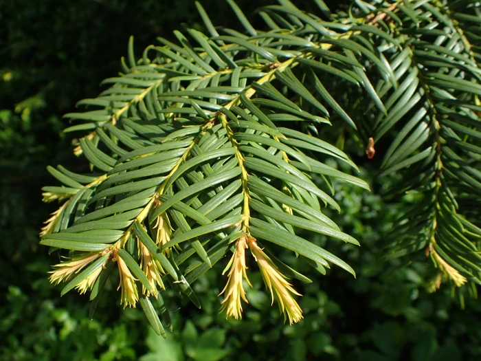 Taxus baccata image