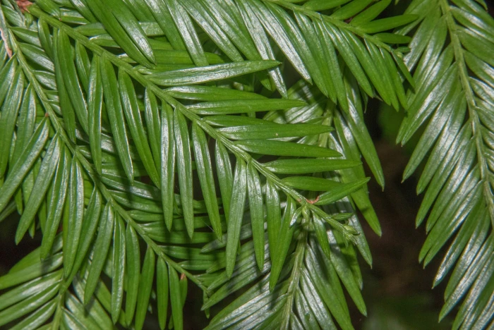 Taxus brevifolia image