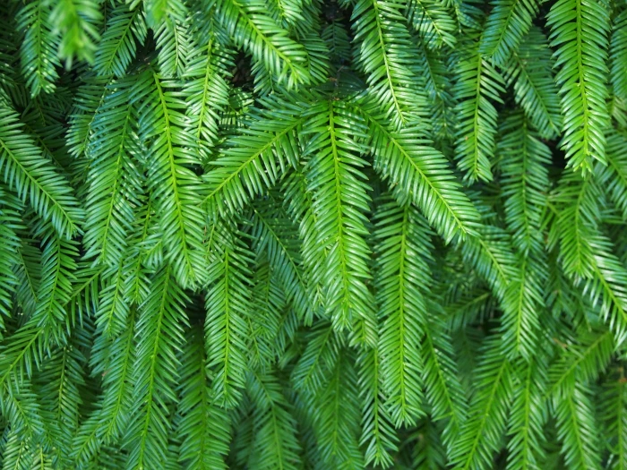 Taxus cuspidata image