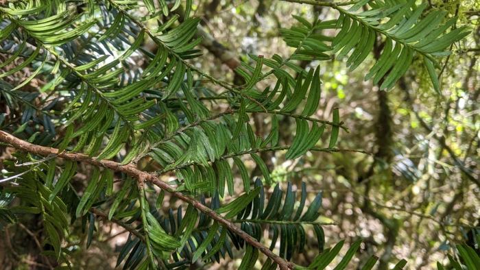 Taxus mairei image