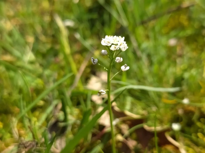 Teesdalia nudicaulis image