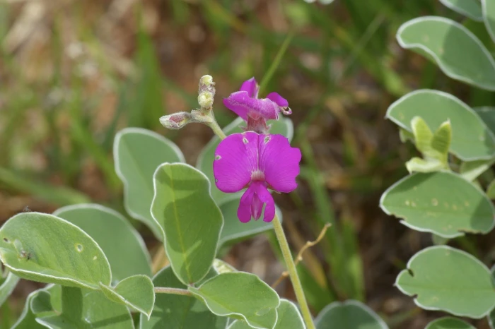 Tephrosia lindheimeri image