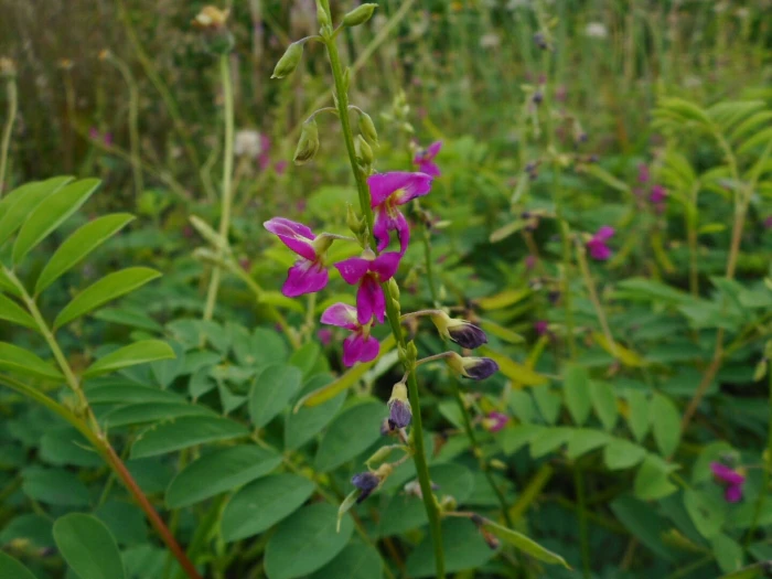 Tephrosia purpurea image